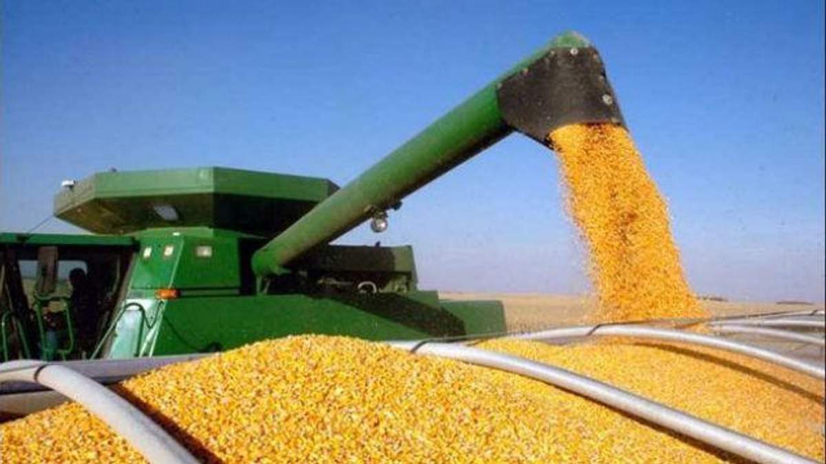 Китайці замінили американську кукурудзу на українську Китайці замінили американську кукурудзу на українську