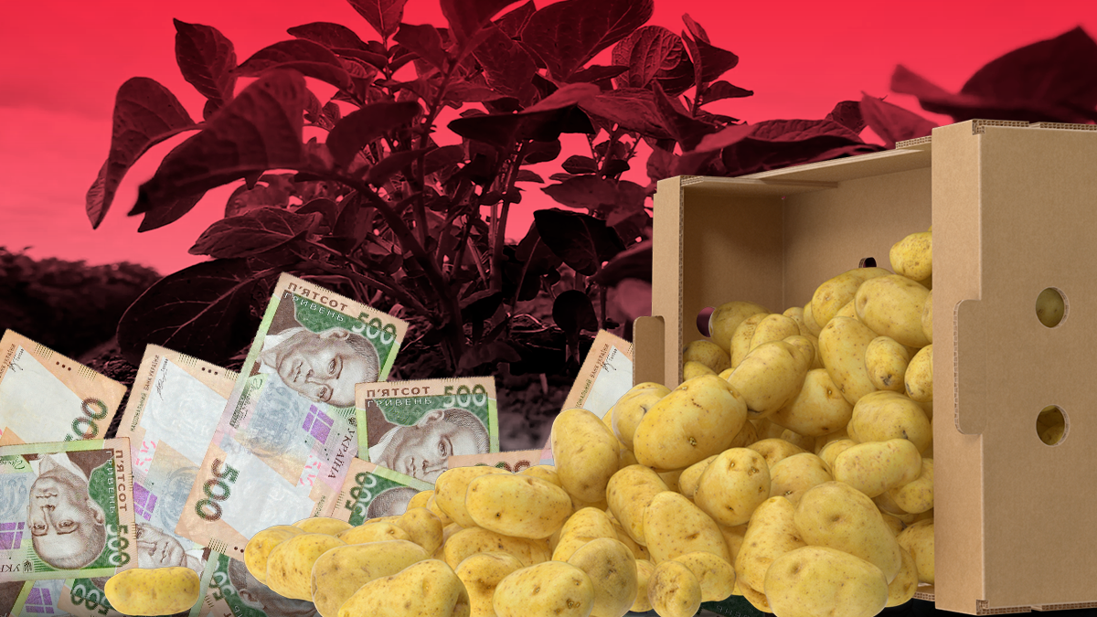 Цена на картошку 2019 – почему украинский картофель дорожает Цена на картошку 2019 – почему украинский картофель дорожает