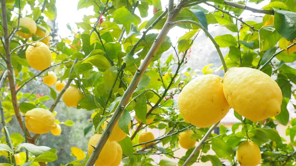 Исчезнут ли лимоны из магазинов Украины – что известно Исчезнут ли лимоны из магазинов Украины – что известно
