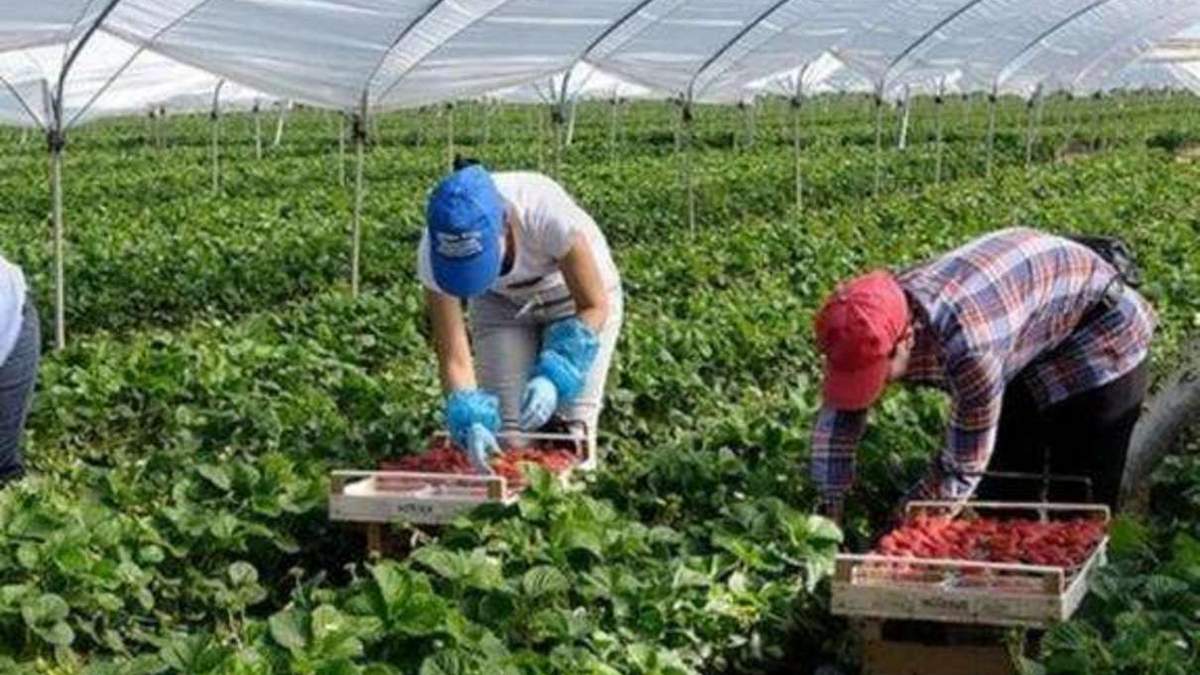 Українських заробітчан запрошують на сезонні роботи Українських заробітчан запрошують на сезонні роботи