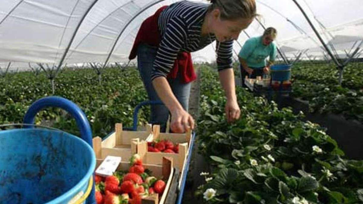 Заробітчани переказали в Україну рекордну суму у 2019 Заробітчани переказали в Україну рекордну суму у 2019