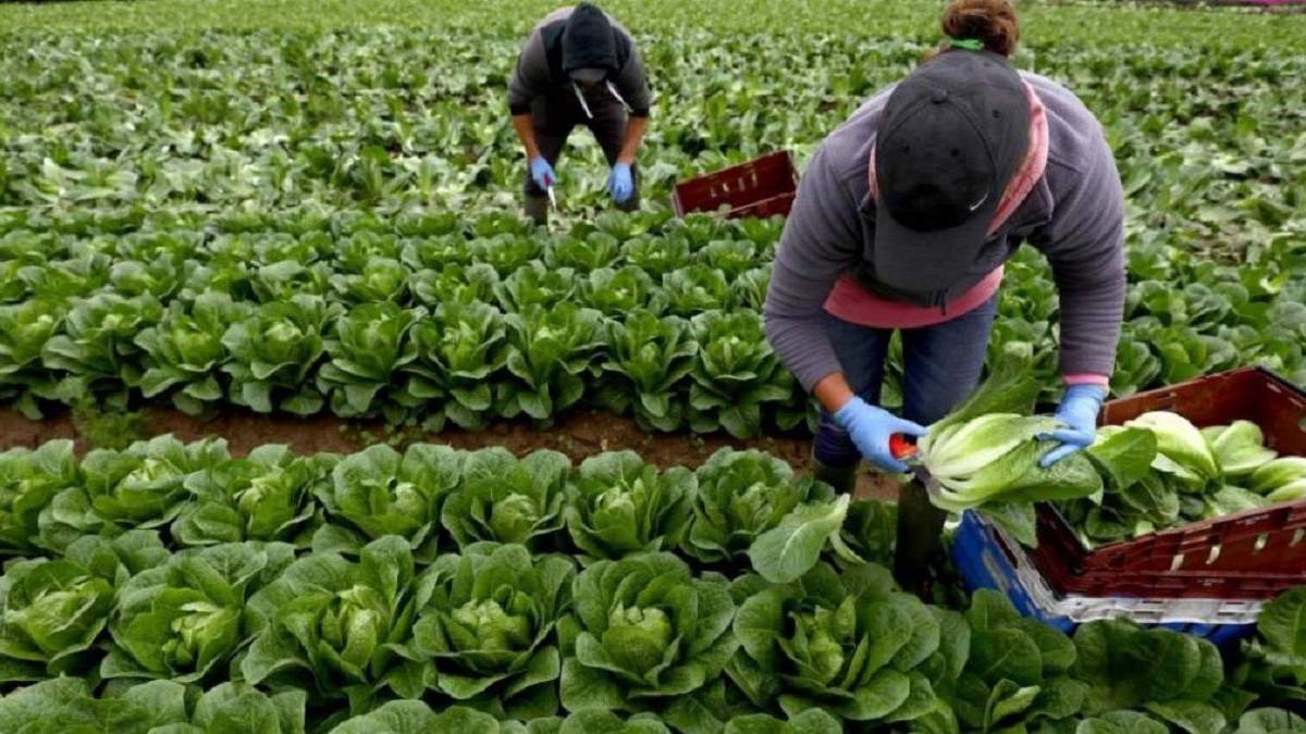Уряд хоче домовлятися з іншими країнами про поїздки заробітчан на сезонні роботи Уряд хоче домовлятися з іншими країнами про поїздки заробітчан на сезонні роботи