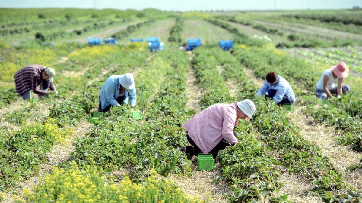 Українські заробітчани повертаються в Польщу Українські заробітчани повертаються в Польщу