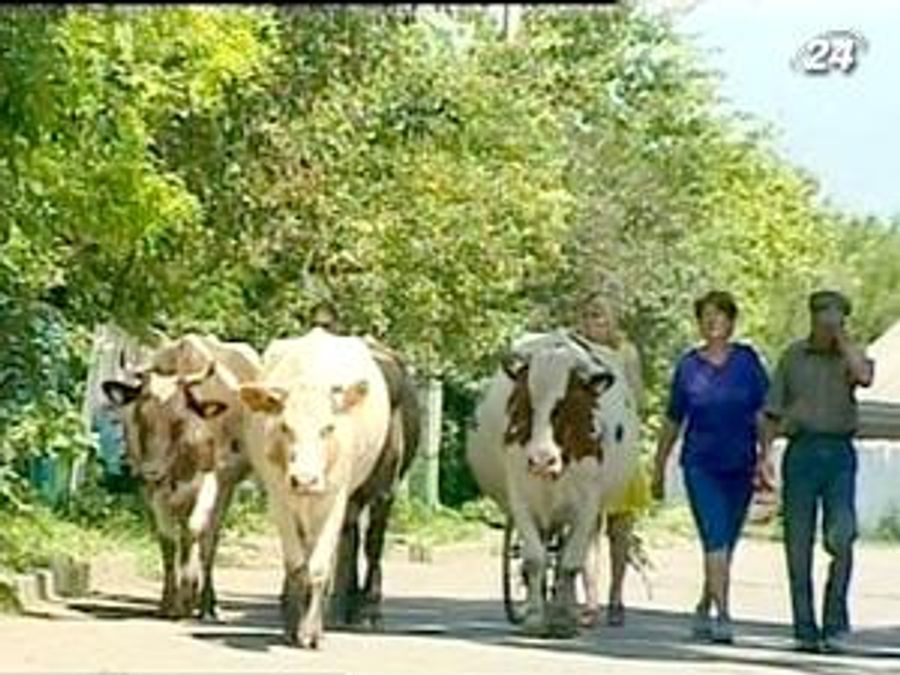 Поголів’я великої рогатої худоби продовжує стрімко знижуватися Поголів’я великої рогатої худоби продовжує стрімко знижуватися