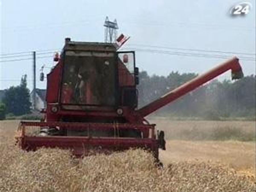 У дослідницькому господарстві досягли двічі вищого врожаю У дослідницькому господарстві досягли двічі вищого врожаю