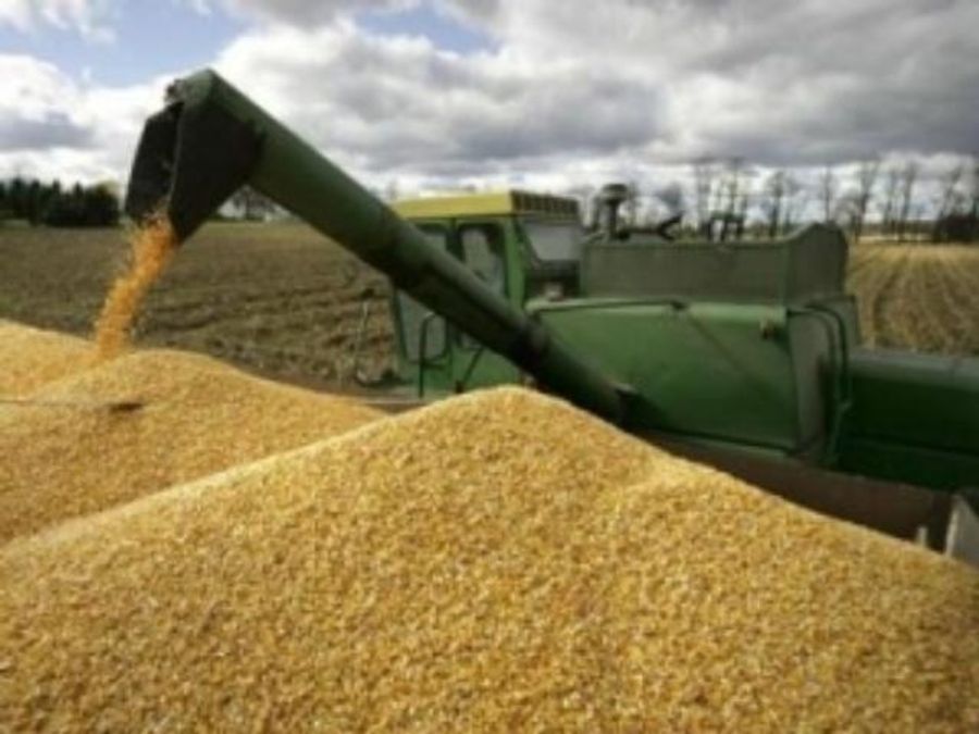 Бангладеш купив 300 тисяч тонн українського зерна Бангладеш купив 300 тисяч тонн українського зерна
