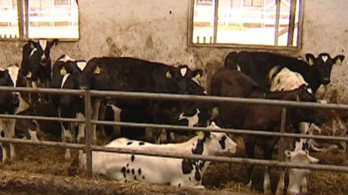 Уряд встановив дотації за молодняк великої рогатої худоби старше року