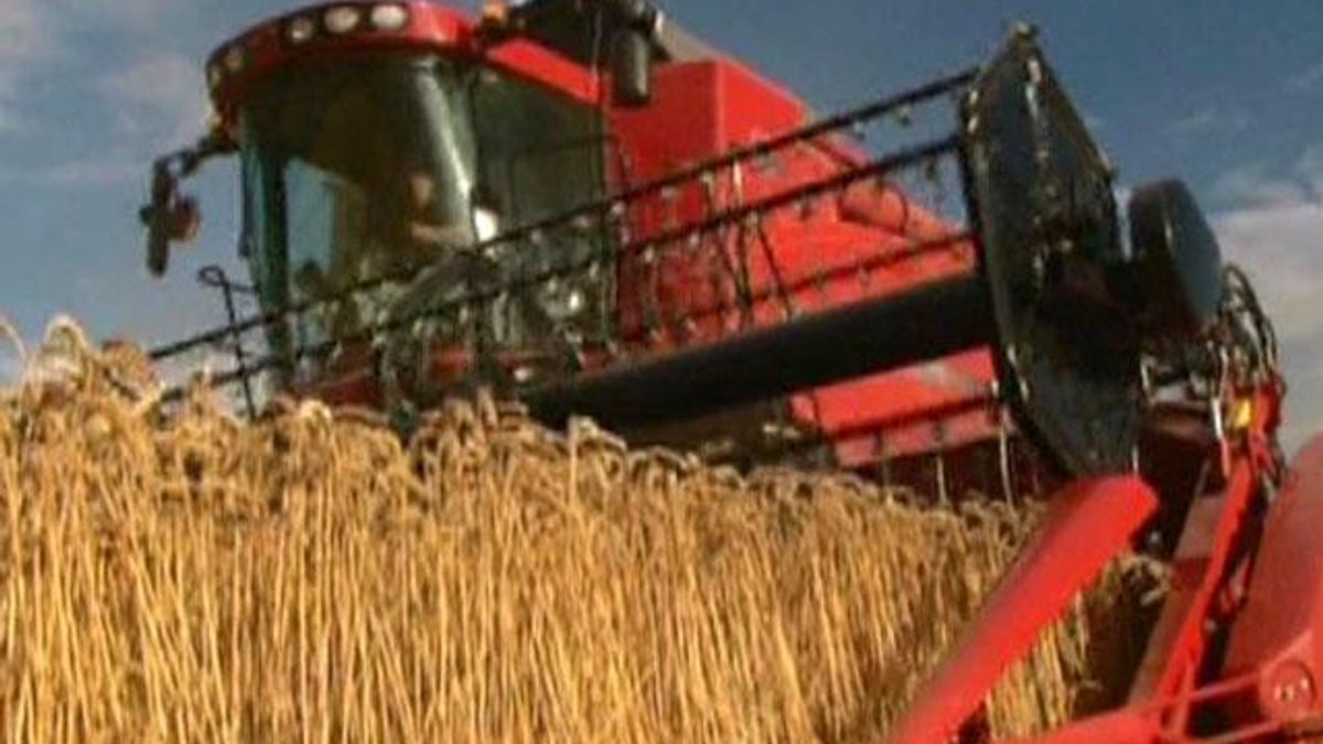 Через експорт з Індії пшениця подешевшала до мінімуму за 5 місяців