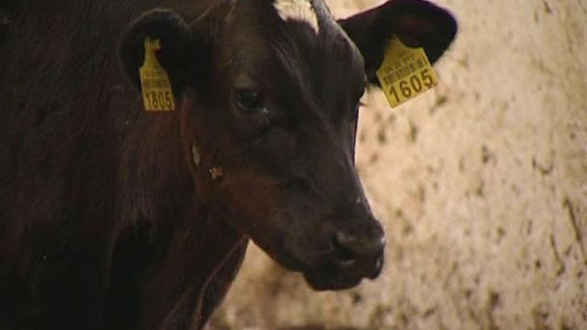 Україна удвічі скоротила дотації на утримання молодняку худоби