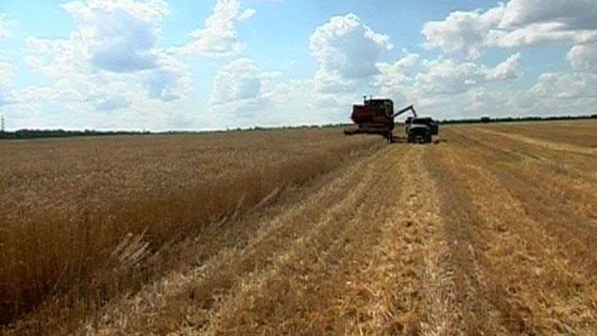Американці прогнозують, що експорт зерна з України сягне 28 млн тонн