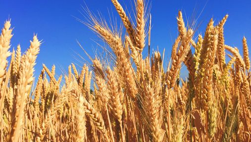 Світові ціни на пшеницю злетіли до 14-річного максимуму через війну в Україні