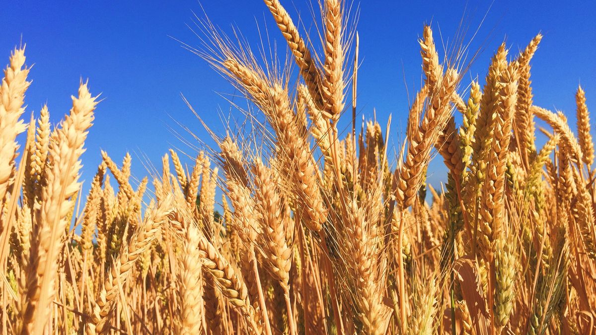 Мировые цены на пшеницу взлетели до 14-летнего максимума из-за войны в Украине - Экономика