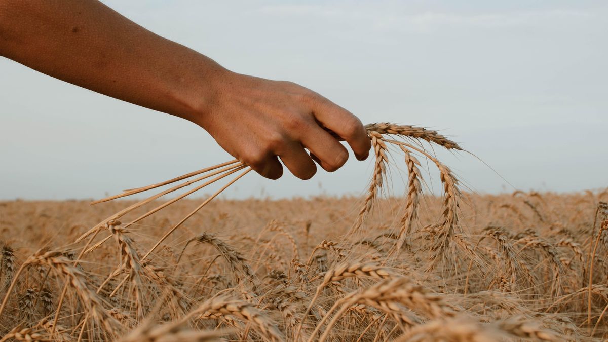 Зернові продовжують дорожчати: одна з причин – війна в Україні - Економіка