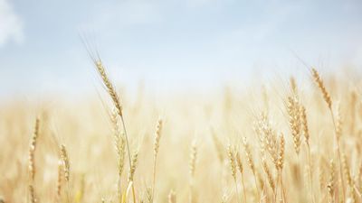 На тлі росту цін через війну в Україні Індія заборонила експорт пшениці
