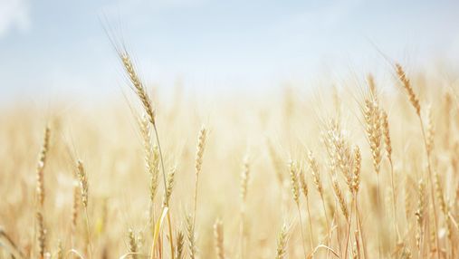 На тлі росту цін через війну в Україні Індія заборонила експорт пшениці